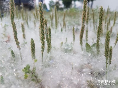 “雪”中绿意