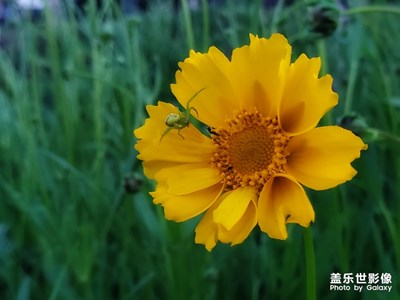 河边的金鸡菊