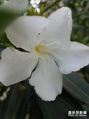 花花草草之 夹竹桃