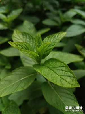 花花草草之 薄荷