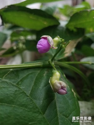 花花菜菜之 四季豆