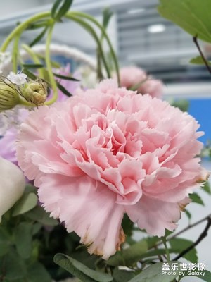 花花草草之 康乃馨2