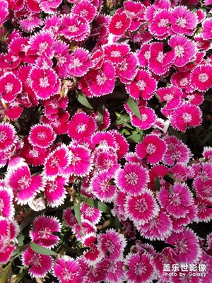 花花草草之 一片石竹