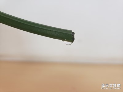 剪枝后的绿萝