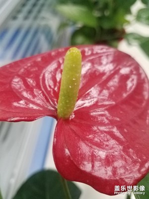 花花草草之 红掌