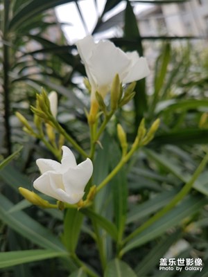 花花草草之 仍然夹竹桃