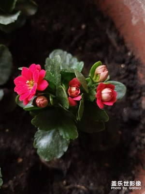 花花草草之 花开长寿