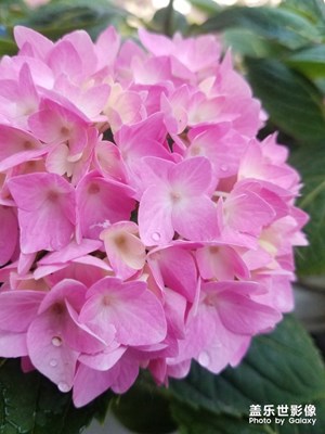 花花草草之 绣球