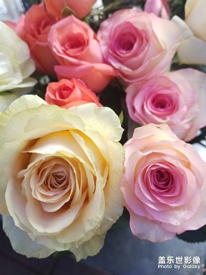 花花草草之 月季
