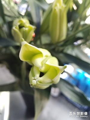 花花草草之 香水百合