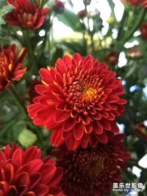 花花草草之 菊花