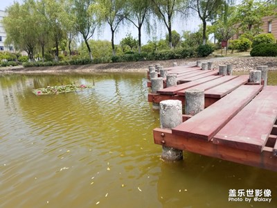 花花草草之 睡莲