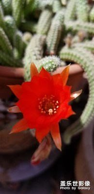 仙人棒开花