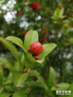 花花草草之 火红的石榴