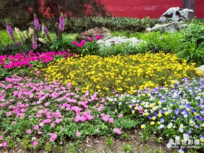 【初夏印象】夏花