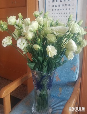 花花草草之 曾经买过的洋桔梗