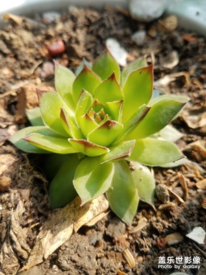 花花草草之 观音莲