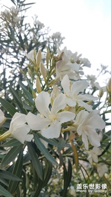 花花草草之 怒放的夹竹桃