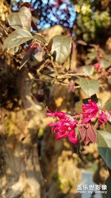花花草草之 红花檵木