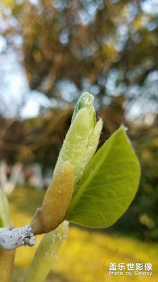 花花草草之 绿叶嫩芽