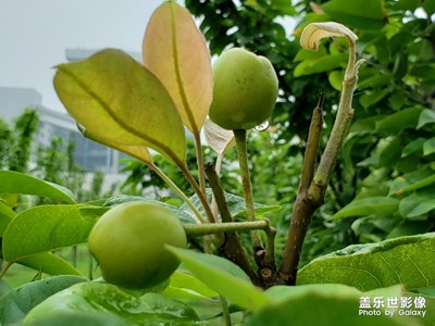 【初夏印象】累累果实