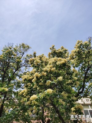 好香的花