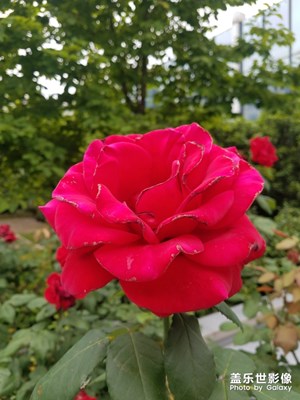 花花草草之 最后一朵完整的花朵