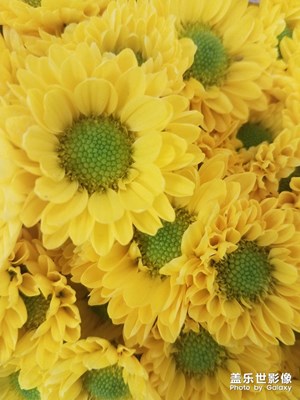 花花草草之 雏菊1