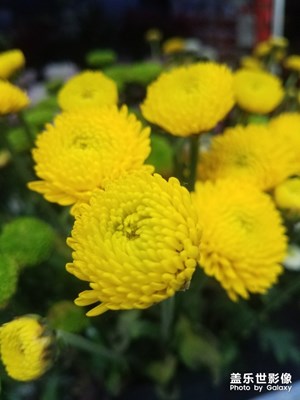 花花草草之 雏菊2