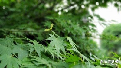 【初夏印象】夏日的风