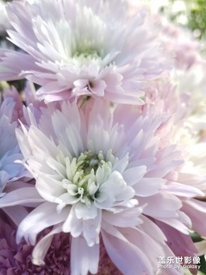 花花草草之 菊花