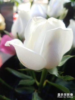 花花草草之 月季n