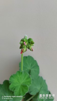 含苞待放的天竺葵