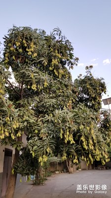 果果多的无法形容