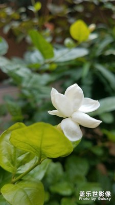 花花草草之 茉莉花
