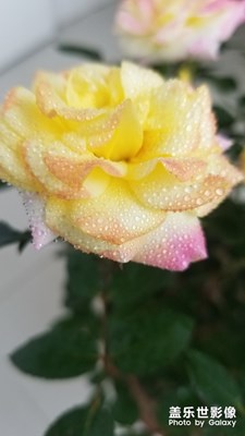 盛开的月季花。。毛毛雨过后。。。好漂亮