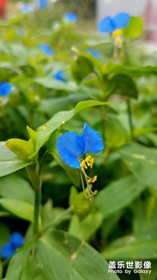 花花草草之 鸭跖草