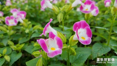 花花草草之 蓝猪耳