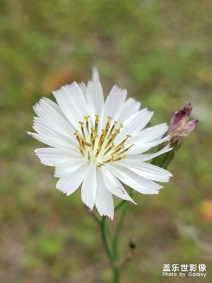 花花草草之 小野花
