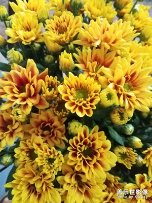 花花草草之 勋章菊