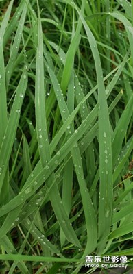 雨后草青青。