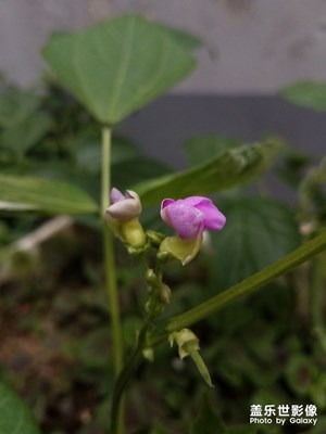 蔬果之 菜豆