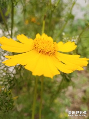 花花草草之 金鸡菊