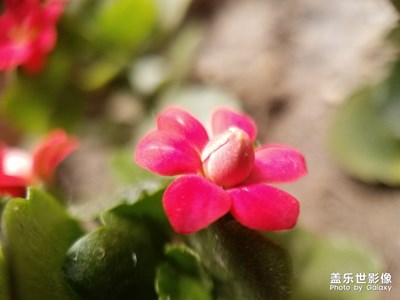 花花草草之 长寿花开花了