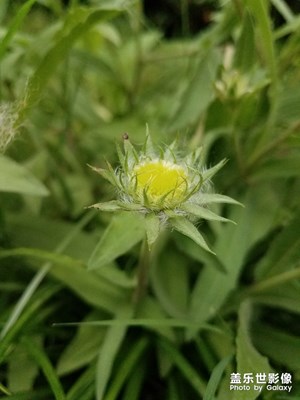 花花草草之 天人菊