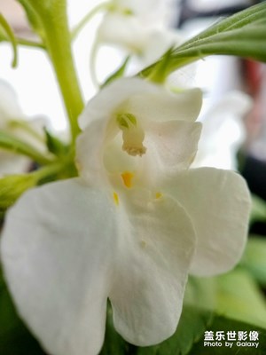花花草草之 凤仙花