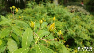 花花草草之 金丝桃2