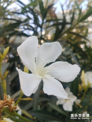 花花草草之 盛开的夹竹桃
