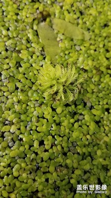 花花草草之 浮萍与鼠尾草