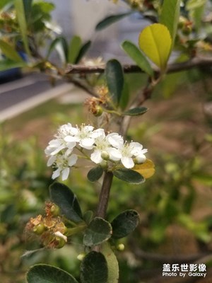 花花草草之 火棘